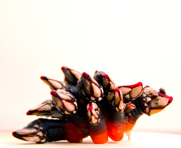 Percebes · Comprar marisco gallego a domicilio
