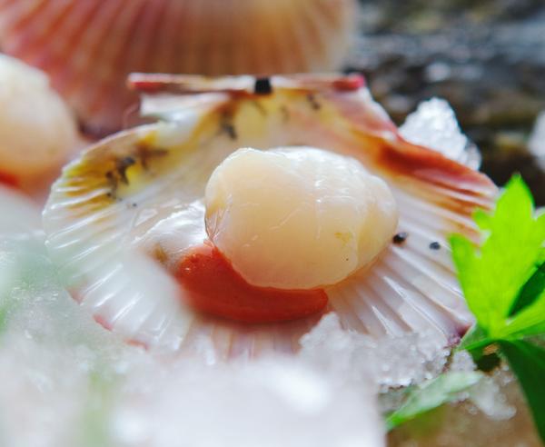 Volandeira atlántica